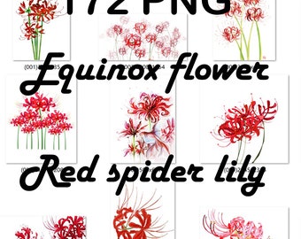 Red Spider Lily PNG Bundle: Equinox Flower Graphics (Digital Download)