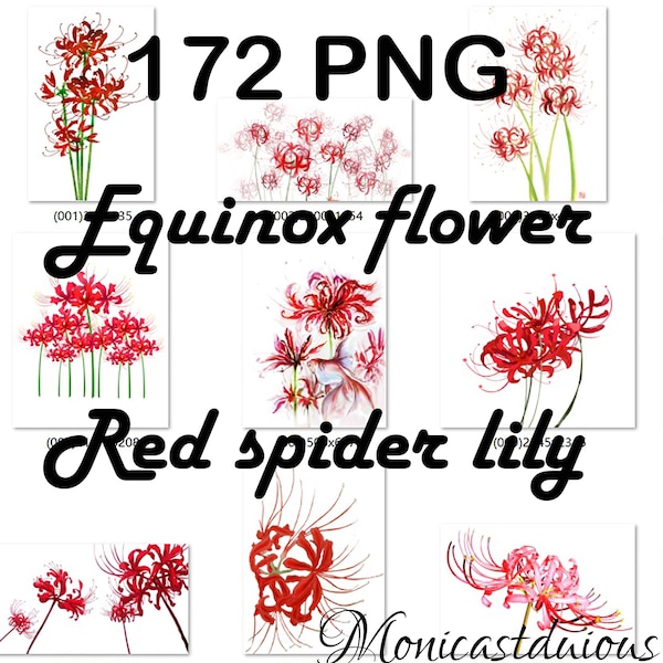 equinox bloem PNG, rode spinlelie png, PSD, Radiata Red Magic Lily Lycoris Bulb, rode spinlelie psd-bundels. directe download