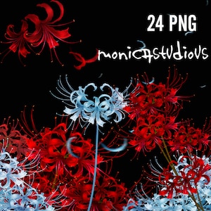 Bundles PNG de fleur d'équinoxe, lis d'araignée bleu / rouge png, PSD, bulbe de Lycoris de lys magique rouge Radiata, faisceaux psd de lis d'araignée rouge. téléchargement instantané