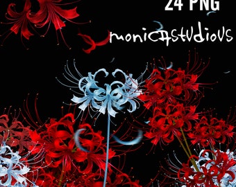 Red Spider Lily PNG Bundle: Equinox Flower Graphics (Digital Download)