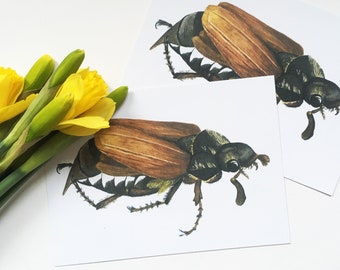 May Beetle Postcard