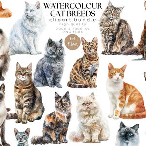 Aquarell Katzenrassen Clipart Bundle - Sublimation PNG-Dateien, POD DTF kommerzielle Nutzung, Britisch Kurzhaar Bild, Ragdoll, Maine Coon, Art