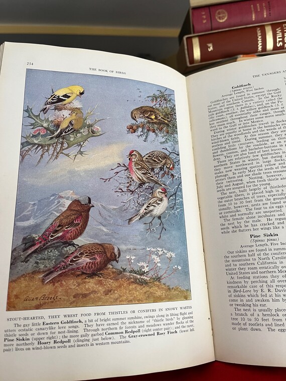 A book of BIRDS
スティーヴン・ギル　Stephen Gill 1939, the Book of Birds in 2 Volumes, the First Work
