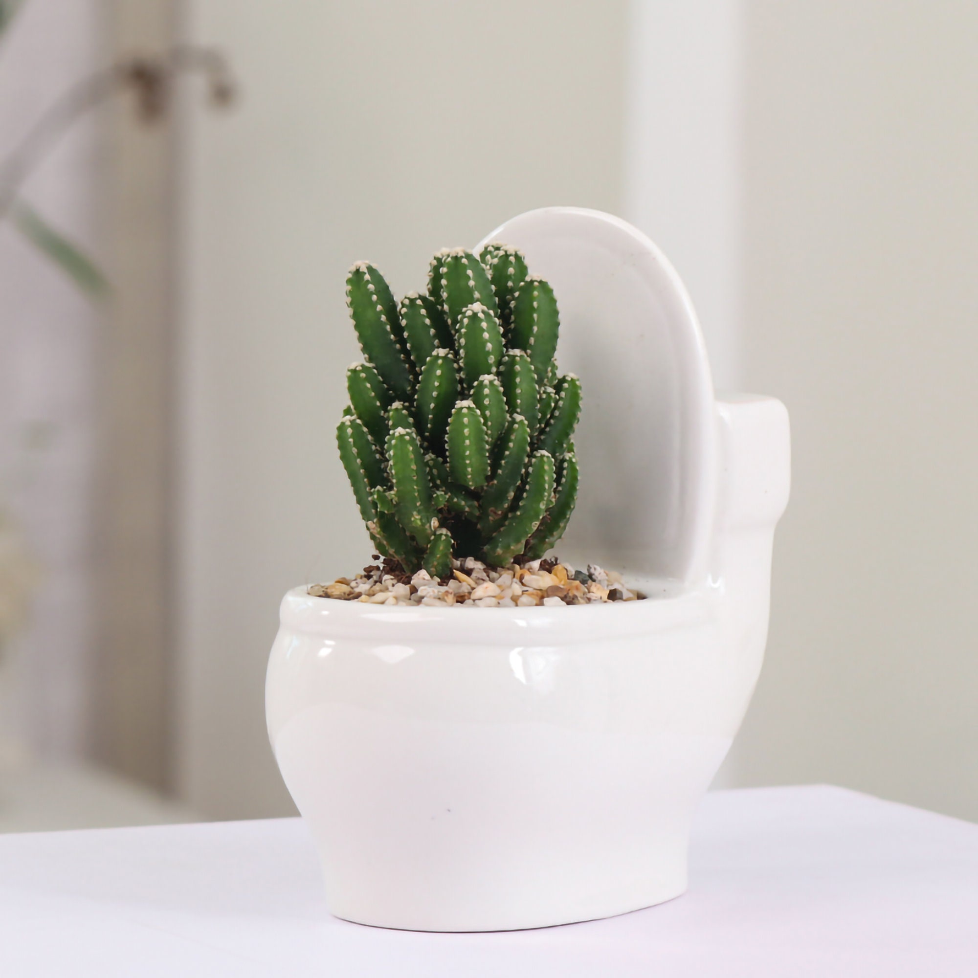 Cute Little Toilet Plant Pot Toilet Planter Creativity Etsy