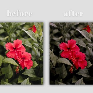 K&ouml;nnte beinhalten: Zwei rote Hibiskusbl&uuml;ten mit gelben Zentren bl&uuml;hen vor einem Hintergrund aus gr&uuml;nen Bl&auml;ttern. Das Bild zeigt den Unterschied zwischen einem Vorher- und Nachher-Foto.