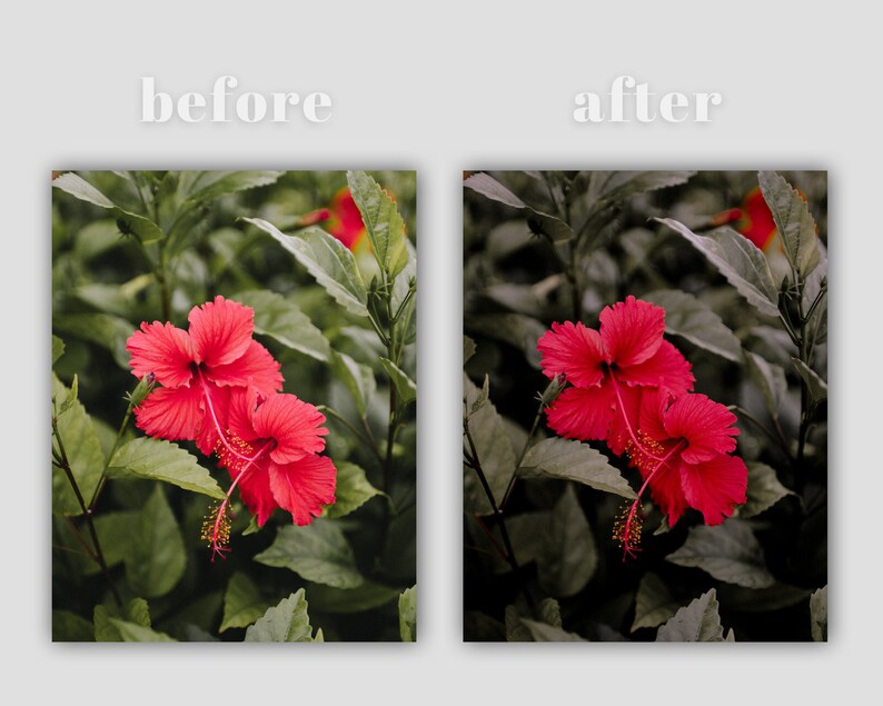 K&ouml;nnte beinhalten: Zwei rote Hibiskusbl&uuml;ten mit gelben Zentren bl&uuml;hen vor einem Hintergrund aus gr&uuml;nen Bl&auml;ttern. Das Bild zeigt den Unterschied zwischen einem Vorher- und Nachher-Foto.