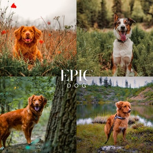 May include: Three golden retriever dogs in different outdoor settings. One dog is sitting in a field of green grass and red flowers, another is standing in a forest, and the third is standing on a rocky shore near a lake.