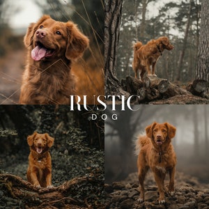 May include: A brown dog with a white chest and white paws stands in a woodland setting. The dog is looking to the right of the frame. The dog is surrounded by trees and foliage. The text "RUSTIC DOG" is superimposed on the image.