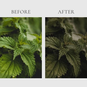 HERBAL APOTHECARY Lightroom Presets, 10 Mobile & Desktop Presets, Dark Cottagecore, Witchy Aesthetic, Natural Moody Witchcore Photo Filter image 10