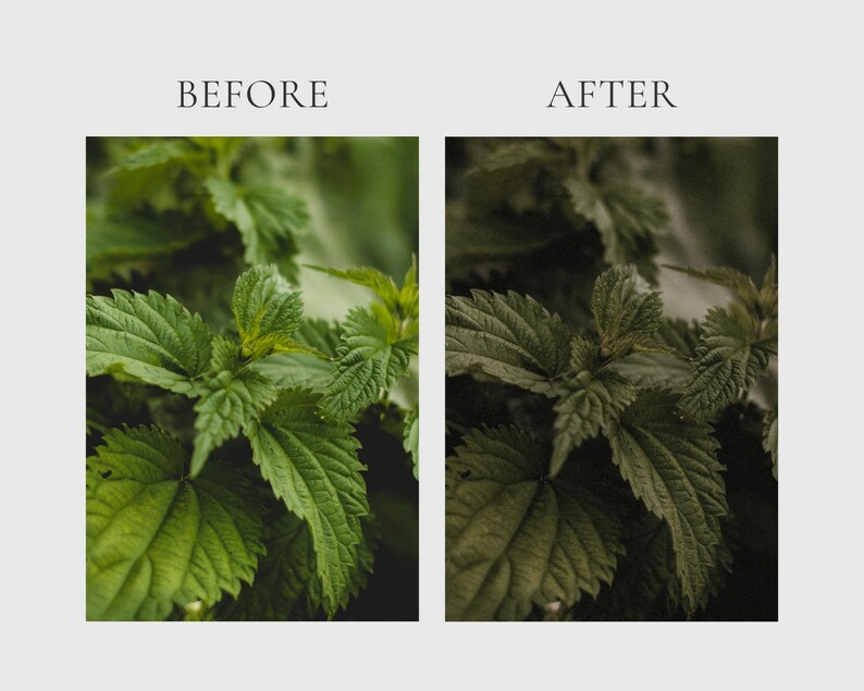 HERBAL APOTHECARY Lightroom Presets, 10 Mobile & Desktop Presets, Dark Cottagecore, Witchy Aesthetic, Natural Moody Witchcore Photo Filter image 10