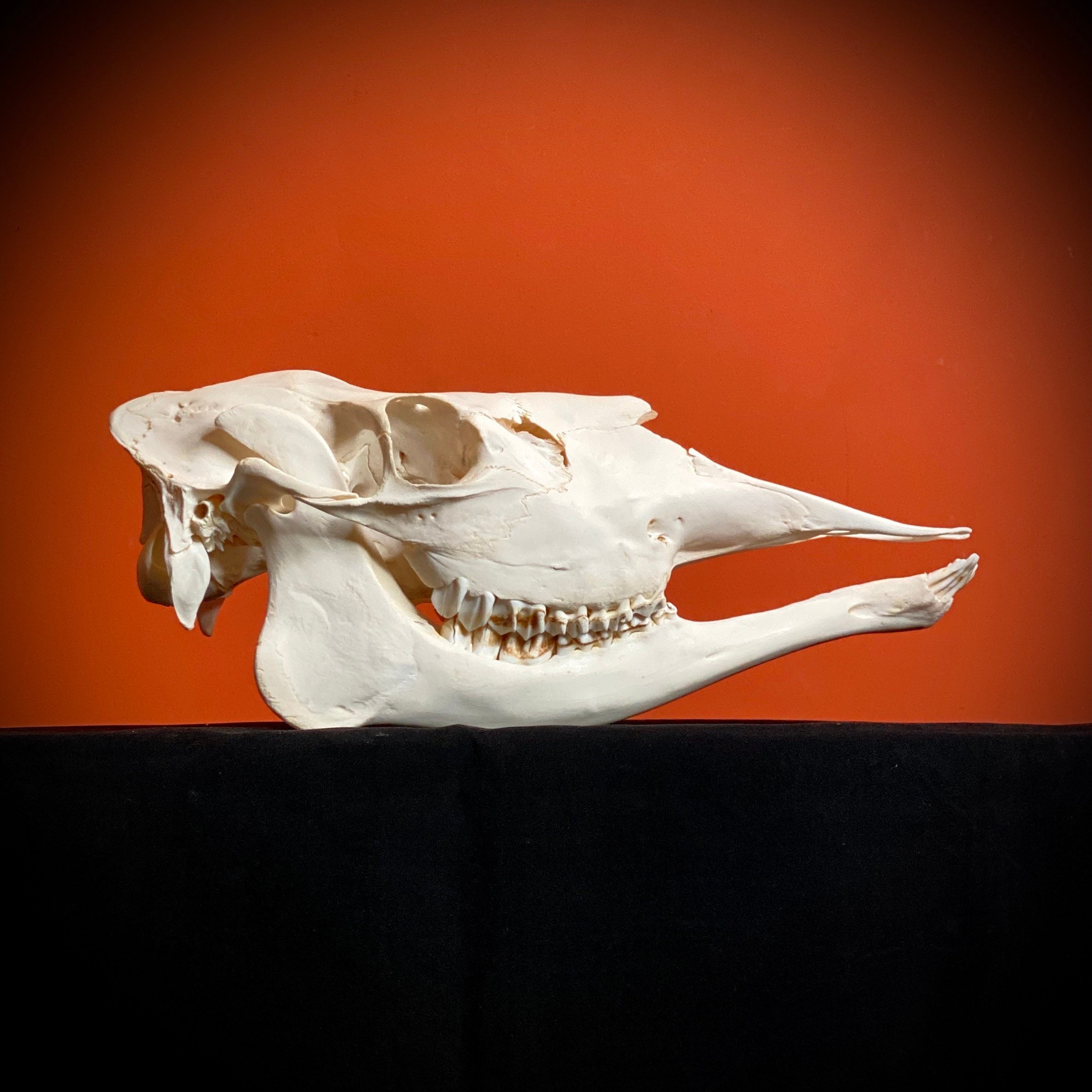 Real Elk Skull Etsy