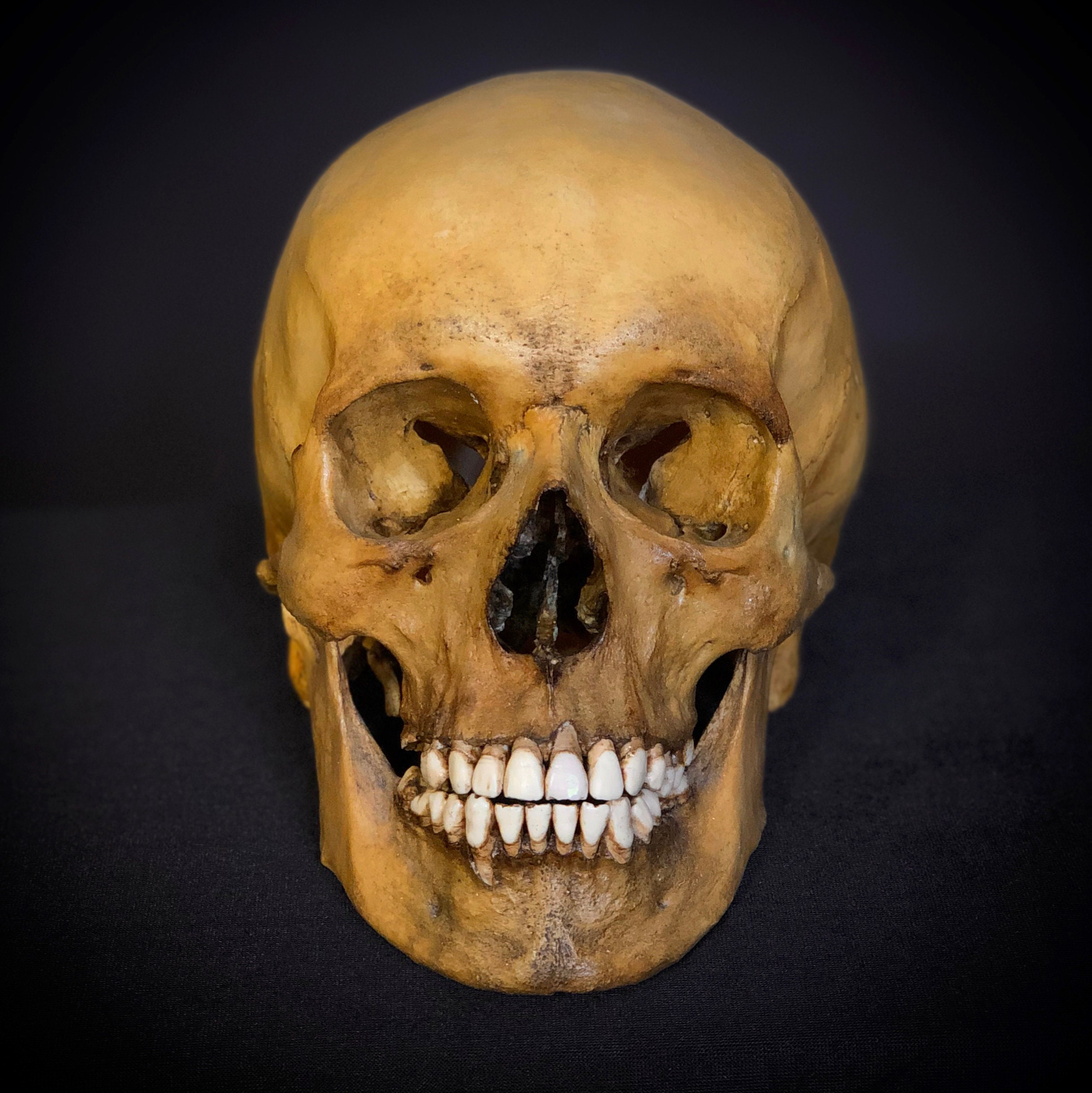 Human skull replica, plastic. The first copy from the original.