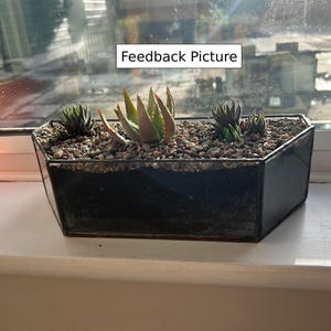 Pair windowsill glass planters Ideal for cacti_ succulents
