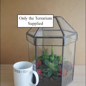 terrarium  planter with removable top for easy planting