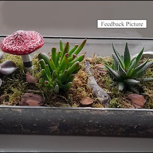 May include: A rectangular glass terrarium with a selection of succulents, moss, and decorative items. A red and white mushroom ornament is included, alongside various green succulents and small pieces of wood. The text "Feedback Picture" is visible.