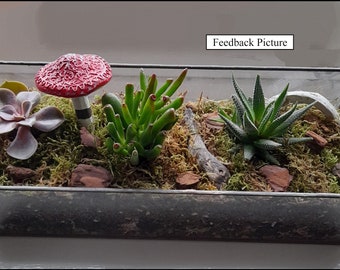 Pair planters _Ideal for cacti succulents