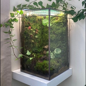 Large Closed Terrarium with removable top Check out the video link in description image 1