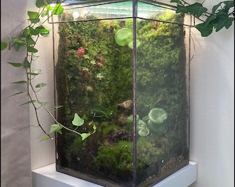 Large Closed Terrarium with removable top ( Check out the video link in description)