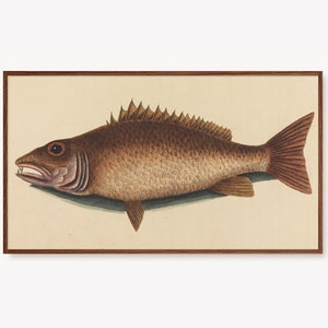 Samsung Frame TV Art Vintage Fish Painting Ocean Life Digital Tv Art Antique Snapper Artwork Vintage Fishing Tv Art Marine Art Screensaver