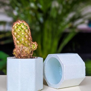Concrete Plan Pot with Cactus Mini Plant Pot 4cm Blue