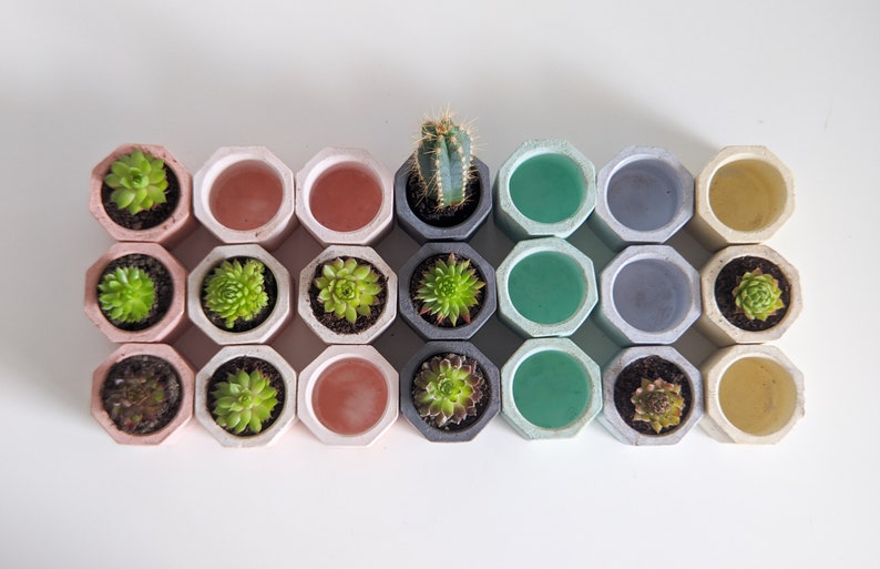 Concrete Plan Pot with Cactus Mini Plant Pot 4cm image 2