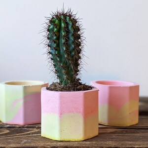 Concrete Plan Pot with Cactus Mini Plant Pot 4cm image 10