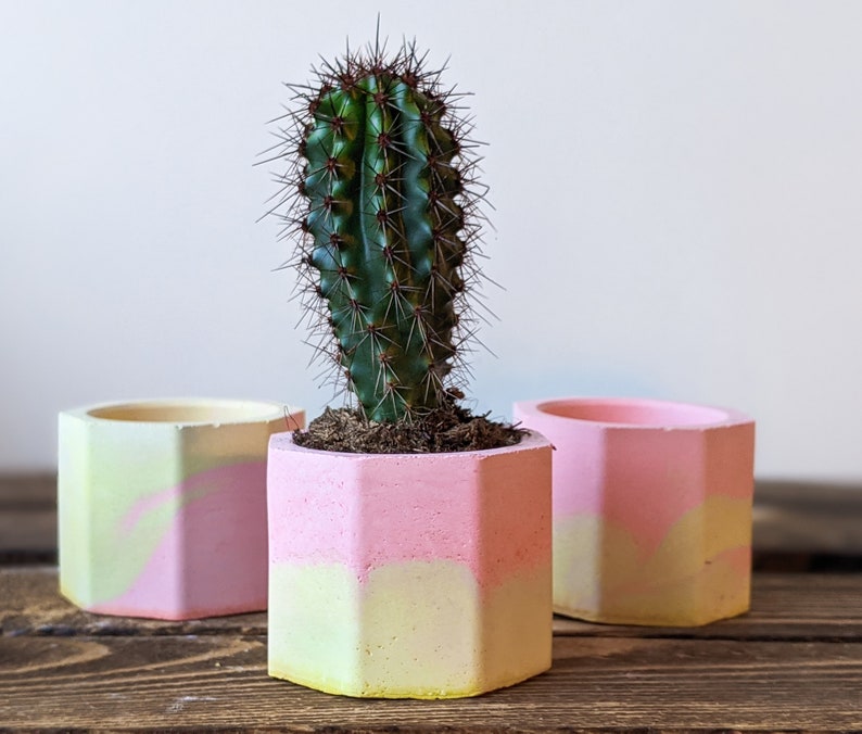 Concrete Plan Pot with Cactus Mini Plant Pot 4cm image 10