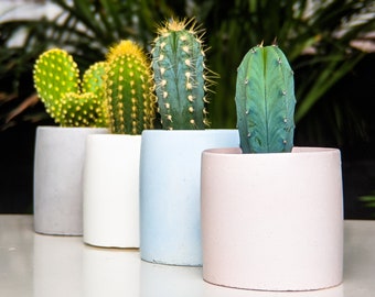 Bundle of 4 - 6cm Concrete Plant Pot with Cactus | Small Planter - (Red, Pink, Black, Blue)