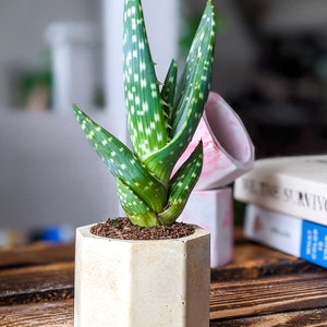 Concrete Plan Pot with Cactus Mini Plant Pot 4cm image 9