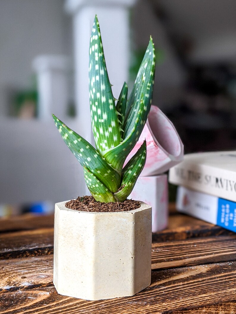 Concrete Plan Pot with Cactus Mini Plant Pot 4cm image 9