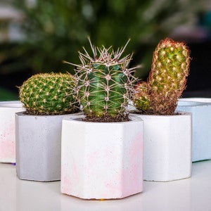 Concrete Plan Pot with Cactus Mini Plant Pot 4cm image 1