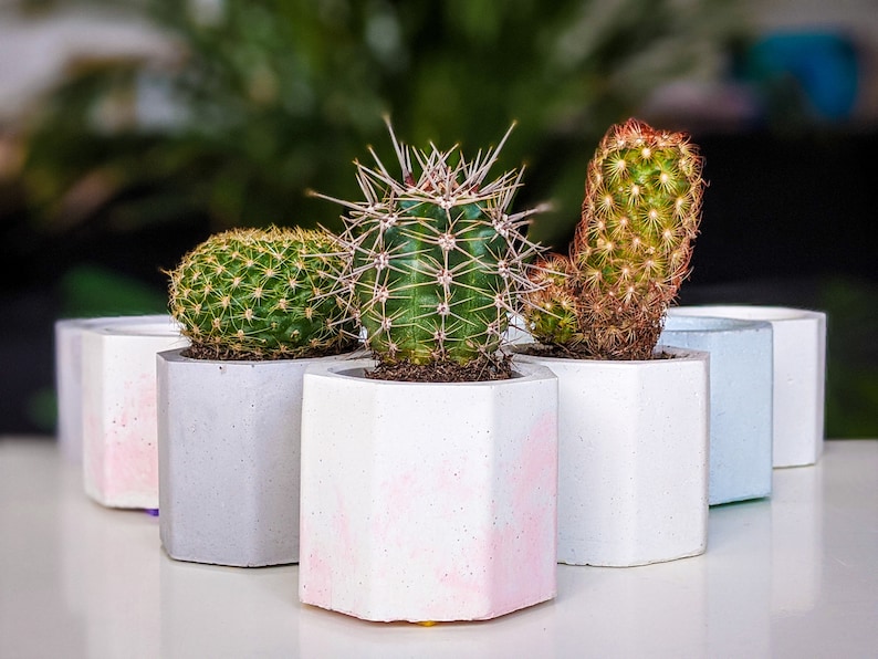 Concrete Plan Pot with Cactus Mini Plant Pot 4cm image 1