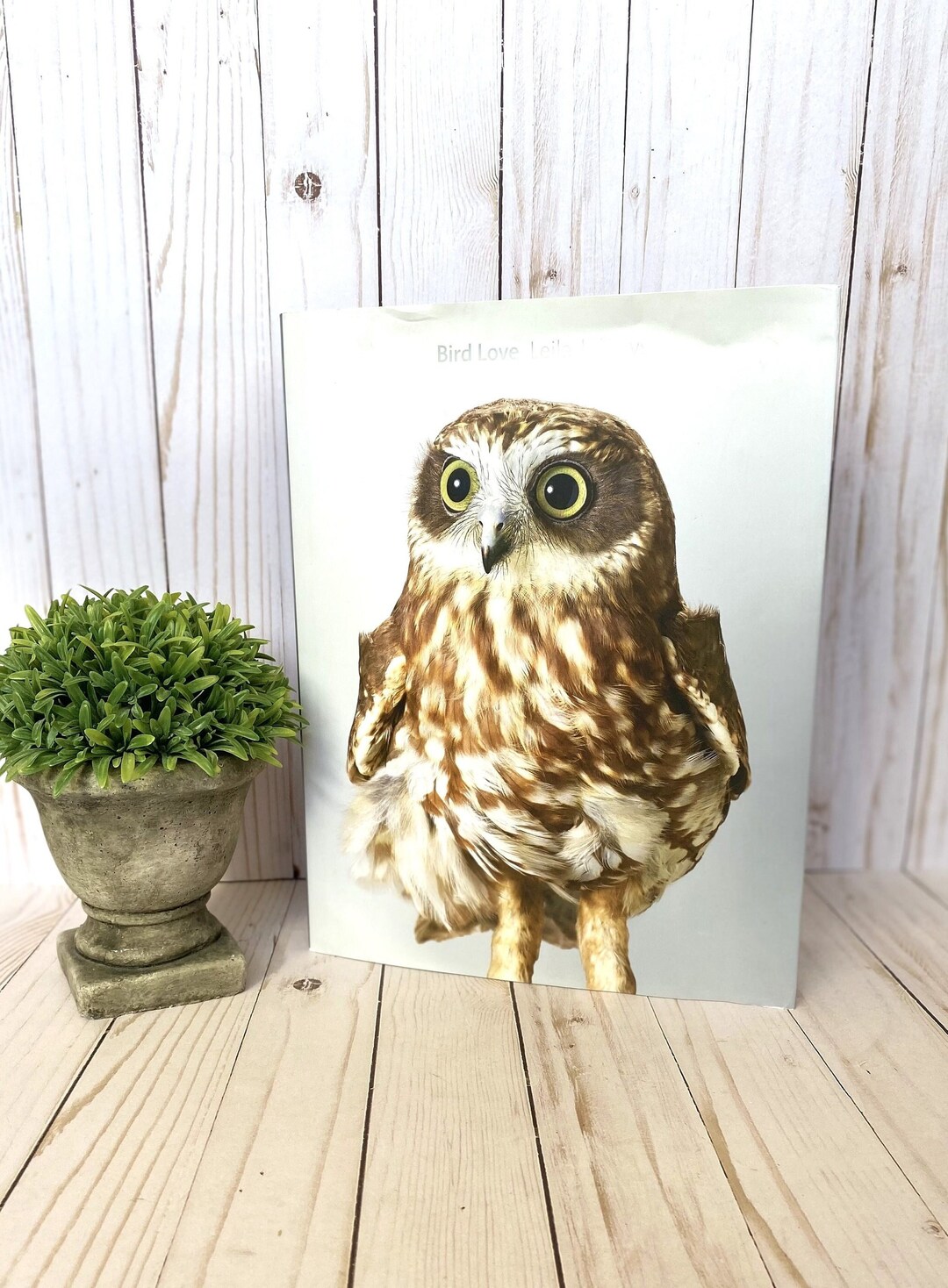 Bird Love, Leila Jeffreys, Bird Book, Photos of Birds, Beautiful Birds