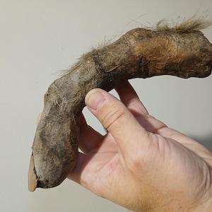 May include: A close-up of a brown, hairy animal foot with a hoof. The foot is held in a person's hand.