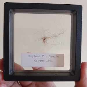 May include: A framed sample of brown hair labeled "Bigfoot Fur Sample Oregon 1971".