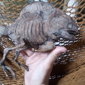 Darwin fish with legs dried specimen sideshow gaff sculpture