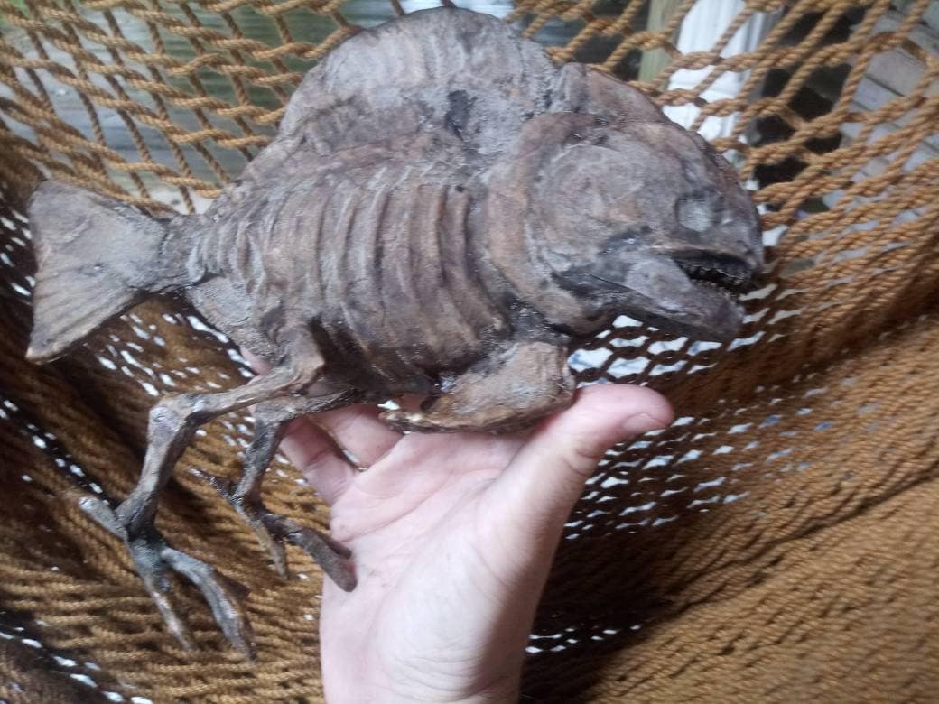 Darwin Fish With Legs Dried Specimen Sideshow Gaff Sculpture Etsy