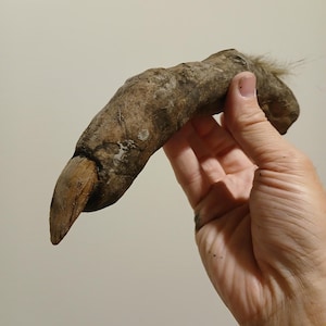 May include: A close-up of a dried, brown, and gnarled finger-shaped object with a few hairs at the end. The object is being held by a hand.