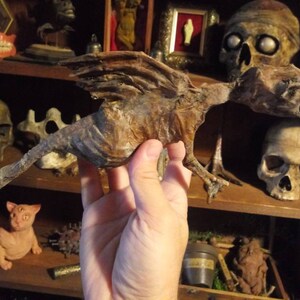Mummified sea monster fiji mermaid sewer rat sideshow gaff