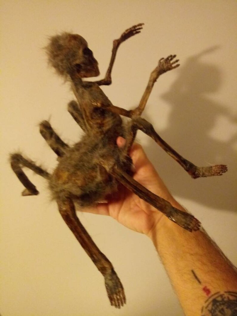 Half spider half human all Horror Spidora the spider girl