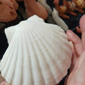 Könnte beinhalten: Eine große, weiße Muschel mit einer glatten, strukturierten Oberfläche und einem fächerförmigen Design. Die Muschel wird in der Hand einer Person gehalten.