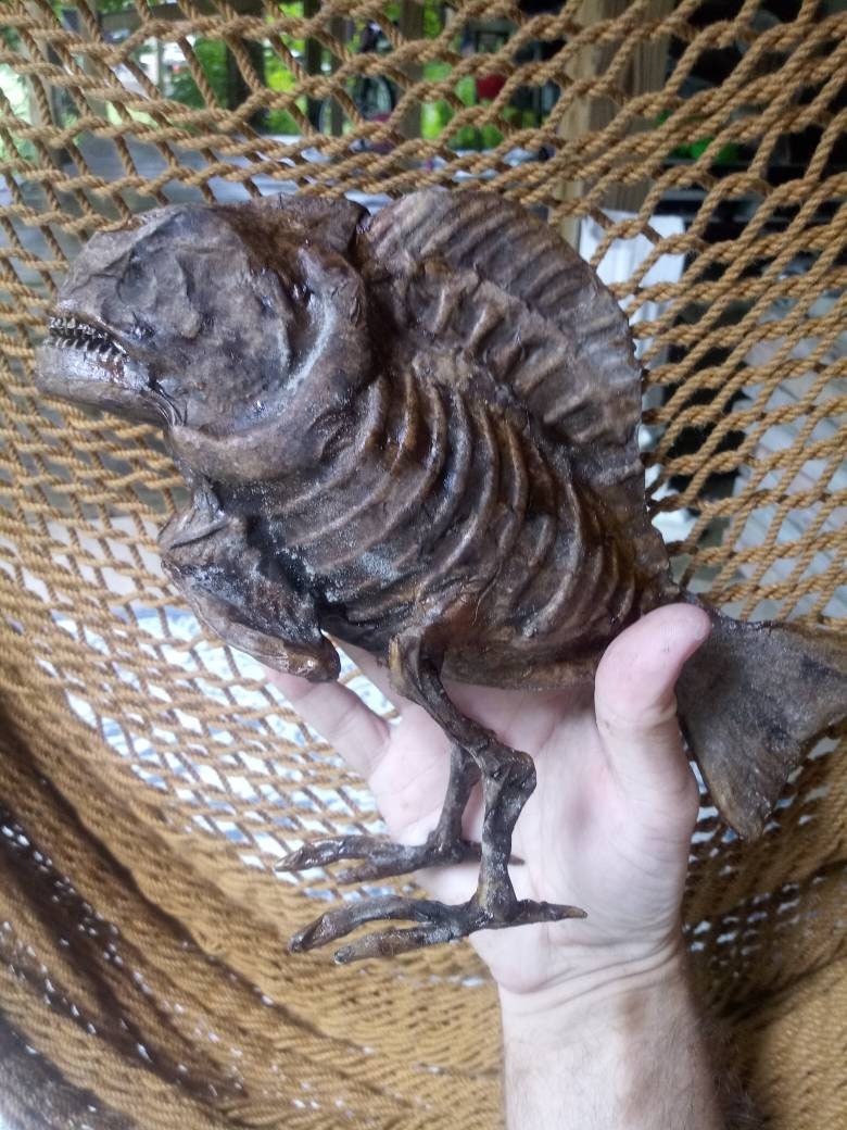 Darwin Fish With Legs Dried Specimen Sideshow Gaff Sculpture - Etsy ...