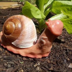 snail penis snail penis