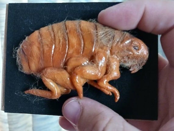 Giant Flea– Prehistoric Monster Sculpture - Etsy