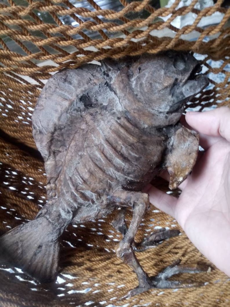 Darwin Fish With Legs Dried Specimen Sideshow Gaff Sculpture - Etsy