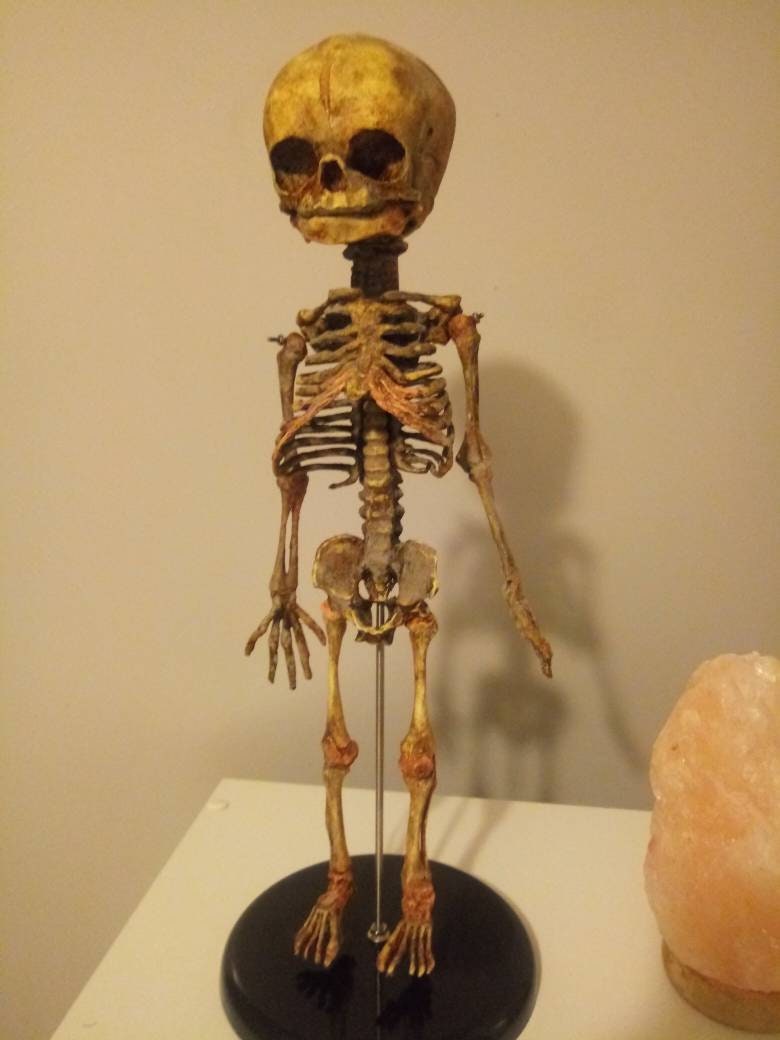 1/1サイズ　ロウリンハノサウルスの胎児骨格レプリカ 1/1サイズ ロウリンハノサウルスの胎児骨格レプリカ