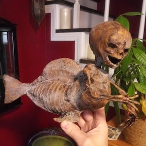 Mummified Fiji mermaid baby ooak sideshow gaff