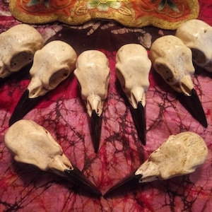 Resin bird skull raven crow