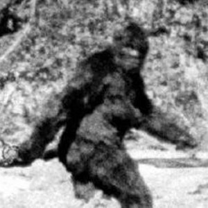 May include: A black and white photo of a large, hairy creature walking through a wooded area. The creature is known as Bigfoot or Sasquatch.