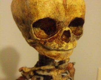 Può includere: Un modello scheletrico dettagliato di un cranio e una gabbia toracica di un bambino, dipinto in un colore realistico, invecchiato e usurato marrone e giallo.